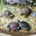 thumbnail image 6 of Volnau Mini Sea Turtle Figures 14PCS Animal Toys Figurines for Kindergarten Ocean Creature Cake Topper, 6 of 9
