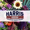 thumbnail image 7 of Harris Seeds Tattoo Raspberry Vinca Annual Periwinkle, Flower for Full Sun Gardens and Containers, 25 Count, 7 of 7