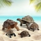 thumbnail image 4 of Figuras de tortugas Modelo de juguetes de tortuga realista, figuras de acción, juguetes educativos cognitivos, estatua de tortuga, figurita de tortuga para gabinete,, 4 of 8