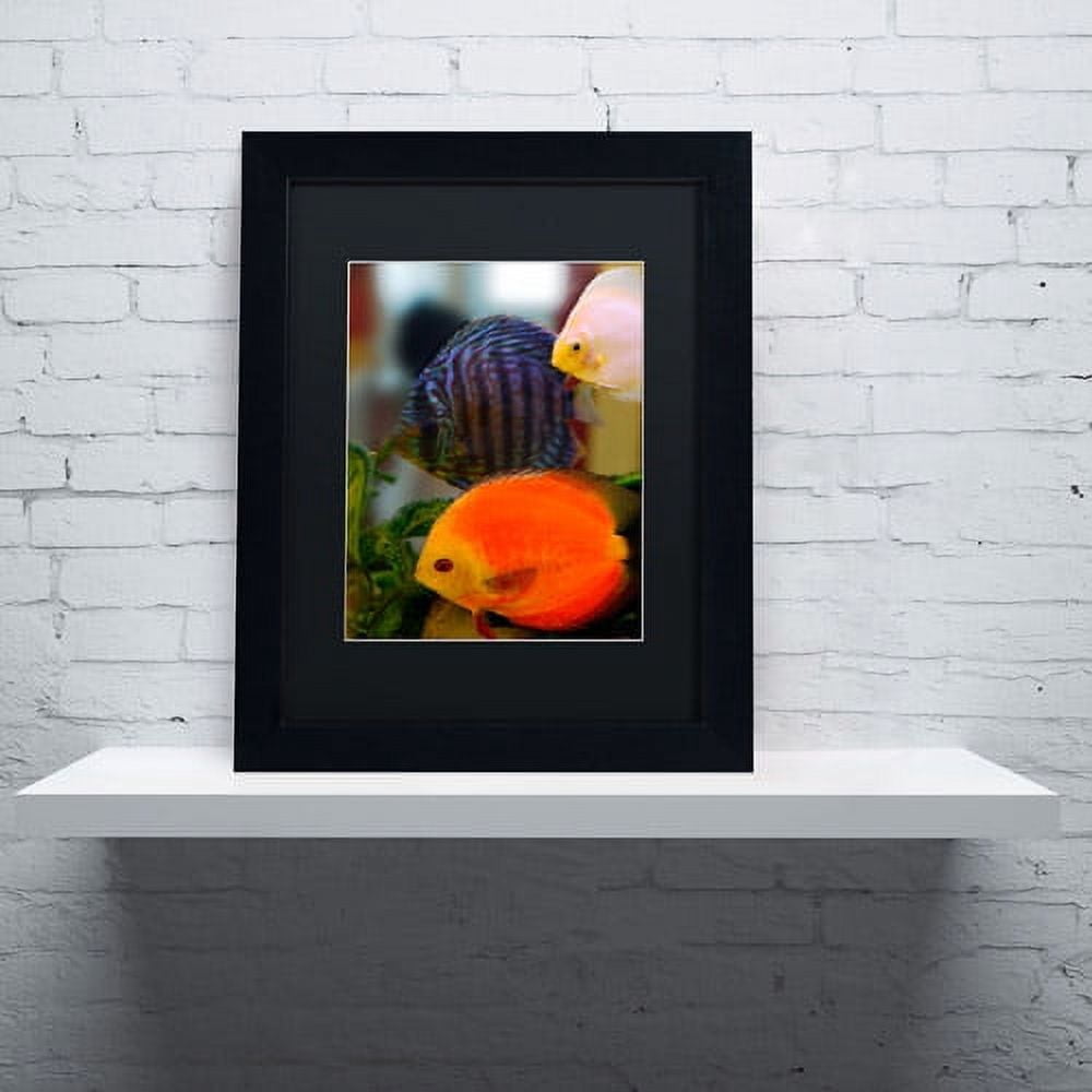 Trademark Fine Art "Multi-colored Discus" Canvas Art by Kurt Shaffer, Black Matte, Black Frame