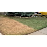 EcoColorants Grass Paint, One Gallon
