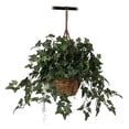 thumbnail image 1 of English Ivy Hanging Basket Silk Plant, 1 of 1