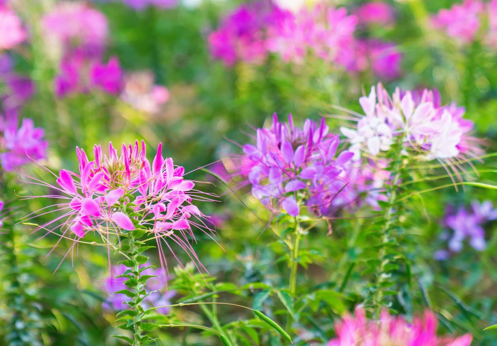 100 Spider Plant Seeds for Planting Exotic Mixed Color Cleome Flowers