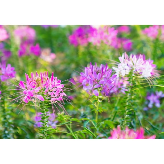 100 Spider Plant Seeds for Planting - Exotic Mixed Color Cleome Flowers - Great for Hummingbirds