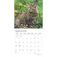 thumbnail image 3 of The Beauty of Cats | 2024 12x24" (Hanging) Wall Calendar | StarGifts, 3 of 9