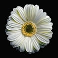 thumbnail image 2 of Reynolds, Richard 15x15 White Modern Wood Framed Museum Art Print Titled - Gerbera Daisy 2, 2 of 4