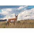 thumbnail image 2 of The Yellowstone Collection 18x13 Gold Ornate Wood Framed with Double Matting Museum Art Print Titled - Pronghorn, Blacktail Deer Plateau, Yellowstone National Park, 2 of 4
