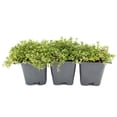 thumbnail image 4 of 3 Red Creeping Thyme in 2.5" Cubes | Live Fragrant Evergreen Groundcover with Bright Red-Pink Blooms | Low-Growing Perennial Herb for Containers, Pathways & Landscaping (Thymus 3 Red Creeping Thyme, 4 of 10