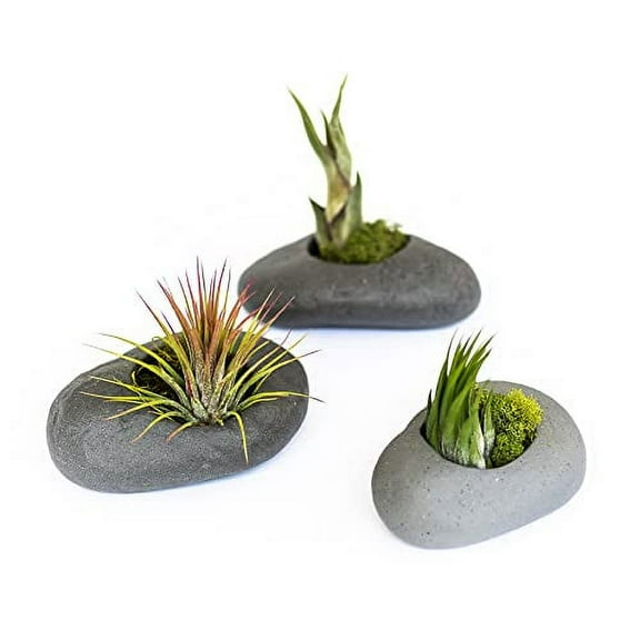 Gray Ceramic Stone Holder with Assorted Air Plants - Live Tillandsia Succulent House Plant - Wholesale and Bulk - Home and Garden Decor - Easy Care Indoor and Outdoor Plant (Pack of 3)