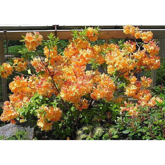 Deciduous Exbury Azalea Klondyke - Very Hardy - 4" Pot