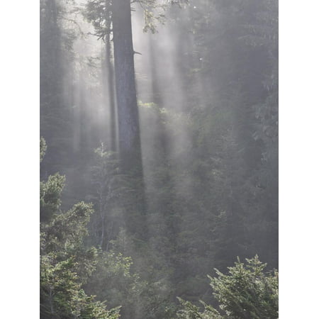 Rainforest, Pacific Rim National Park, Vancouver Island, British Columbia, Canada, North America Print Wall Art By Jochen (Best National Parks British Columbia)