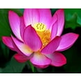 thumbnail image 2 of 25 Sacred Lotus Flower Seeds Nelumbo Nucifera Edible Aquatic Water Lily ,Ready to Thrive, Bonsai Bowl Mix Lotus Seeds, 2 of 11