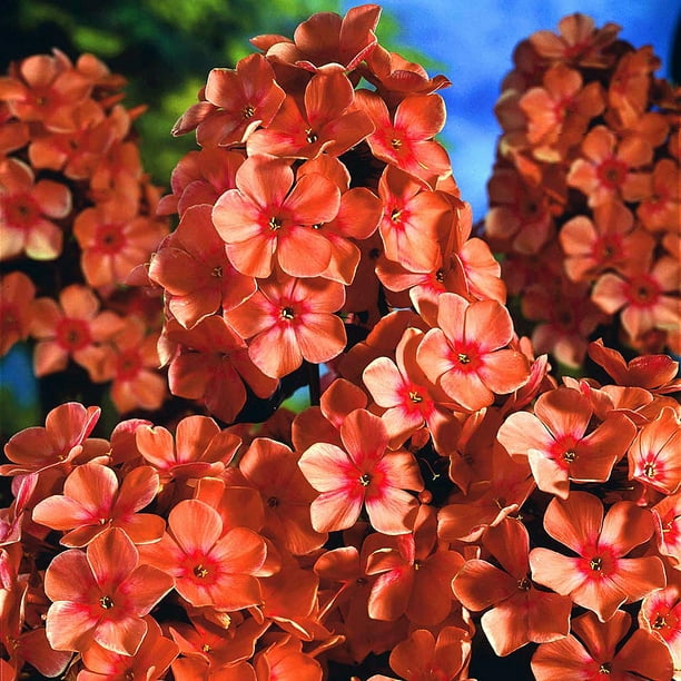 Orange Perfection Hardy Tall Phlox 4" Pot Hardy Perennial Walmart