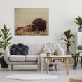 thumbnail image 3 of Stupell Industries Resting Bison Photography Animals & Insects Photography Gallery Wrapped Canvas Art Print Wall Art, 48 x 36, 3 of 8