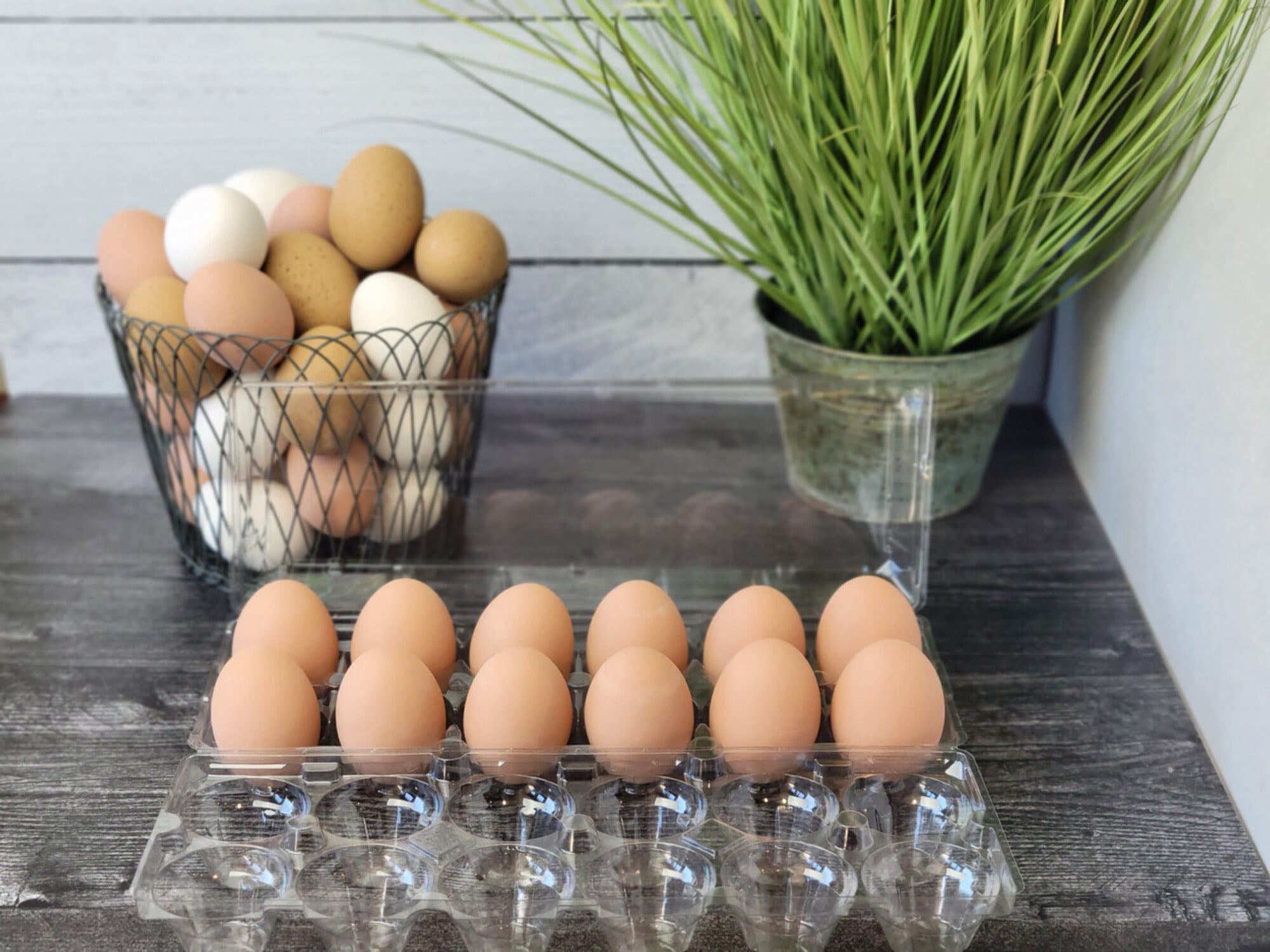Jumbo Cell 12-Egg Clear Plastic Carton - 35 pack