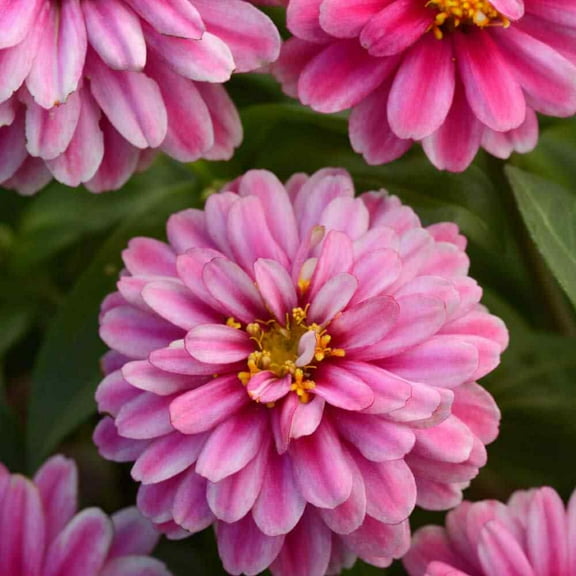 Outsidepride Zinnia Zahara Double Raspberry Ripple Flower Seeds - 100 Seeds
