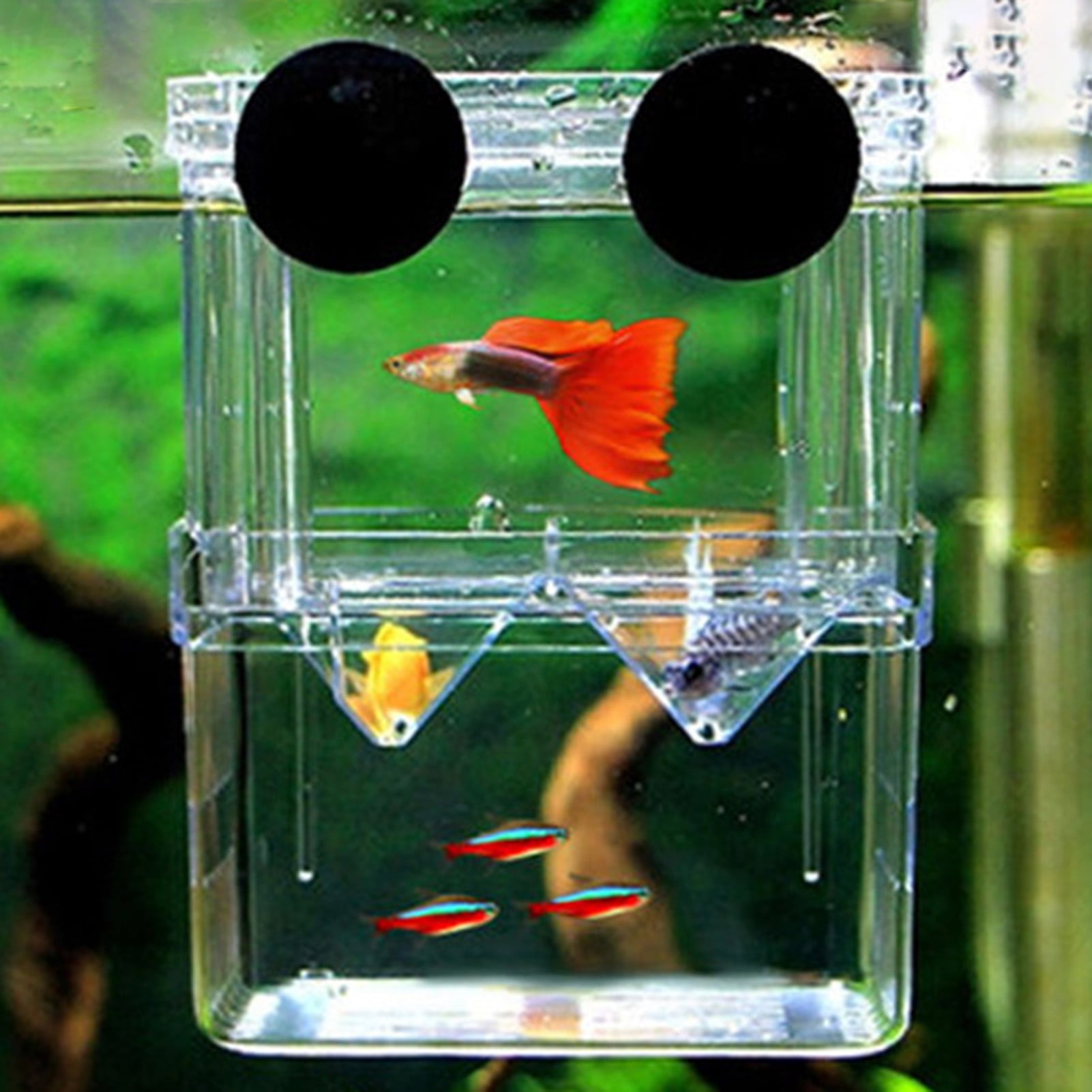 Suction Design Aquarium Hatchery Incubator Non Toxic 3 Sizes for Baby Jazar Acrylic Hanging Fish Breeding Box 10CM10CM10CM 