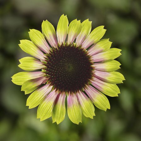 Prarie Blaze Vintage Lime- Coneflower Plant - Echinacea - 3" Pot