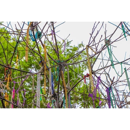 Mardi Gras Tree Canvas Print Mardi Gras Tree New Orleans Mardi Gras Beads 