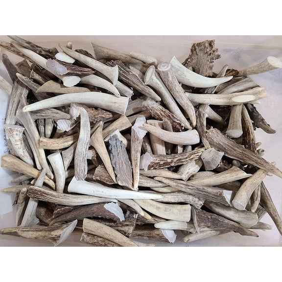 1 Pound Medium Deer Antlers | 3-4 Inches Long | Great for Chews or Crafts