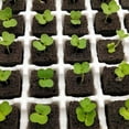 thumbnail image 4 of 50 Packs Seedling Block Vegetable Plants Hydroponic Growing, Prime Material Nutrient Fertilizer Peat Matrix Block, 4 of 8