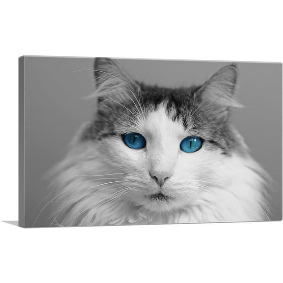 ARTCANVAS Ragdoll Gray Home decor Canvas Art Print - Size: 18" x 12" (0.75" Deep)