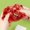 Red, variant on 300ml Fruit Crystal Mud Slime Toy for DIY Craft, Stretchy and Non-Drying, Cotton Puree Base, Comes with Accessories, Ideal for Sensory Play and Creative Art for Fidget,Stress Relieving