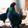 thumbnail image 3 of Miangastore 2pcs Anti Crow Rooster Collar Chicken Collars Rooster Neck Belt For Crowing-proof Chicken Replacing Neck Belts Replaceable Rooster Neckbands, 3 of 9