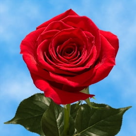 GlobalRose 2 Dozen Red Roses - Passionately