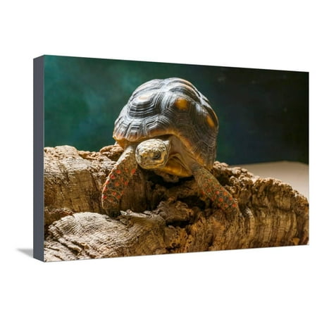 Red-footed tortoise (Chelonoidis carbonaria) on rock Stretched Canvas Print Wall