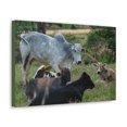 thumbnail image 2 of Zebu Group Zebu Troop Print Animal Wall Art Wildlife Canvas Prints Wall Art Ready to Hang Unframed, 2 of 18