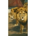 thumbnail image 2 of Wilhelm Kuhnert 15x24 Gold Ornate Framed and Double Matted Museum Art Print Titled - Lions, 2 of 4