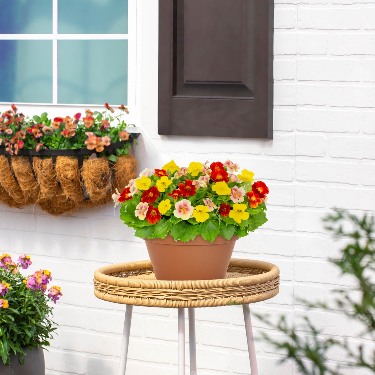 Expert Gardener 1.25gal Mimulus Maximus Live Annual Plant Decorative Pot Partial Sun