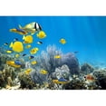 thumbnail image 2 of wall26 - Underwater Coral Reef Scenery with Colorful School of Fish - Removable Wall Mural | Self-Adhesive Large Wallpaper - 100x144 inches, 2 of 5