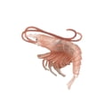 thumbnail image 1 of Modèle d'Animal Marin Solide Simulation Intelligence Jouets d'Apprentissage Animaux Roses Homard de Mer, 1 of 9