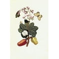 thumbnail image 2 of Merian, Sybilla 22x32 White Modern Wood Framed Museum Art Print Titled - Tropical fruit, Butterfly, plate16, 2 of 4