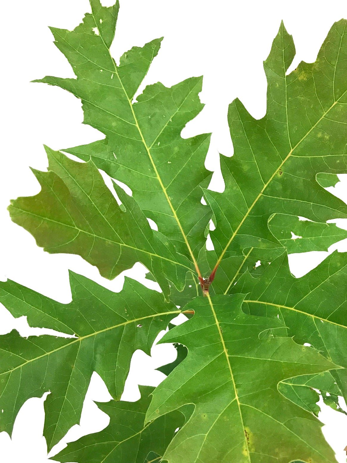 Expert Gardener 2-3 ft. tall Northern Red Oak Live Tree in 5-Gallon Grower Pot