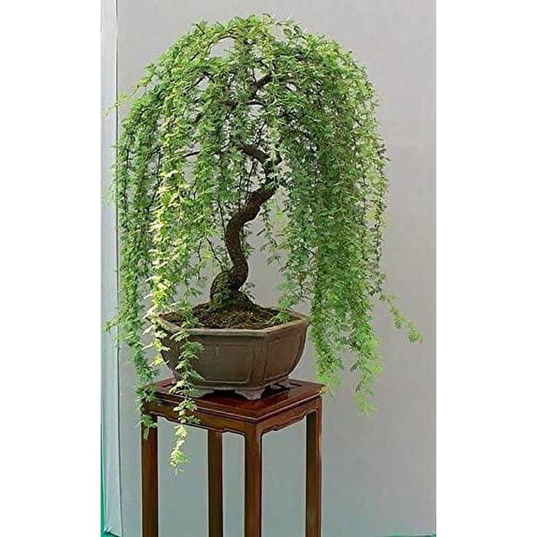 hanging orchid plants Hanging Orchid – Coconut Grove Orchids main image 0