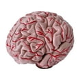 thumbnail image 1 of Inteprter Modelo de cerebro de PVC resistente a impactos, resistente a desgarros y arañazos para mayor durabilidad, enseñanza de 8 piezas Kits de experimentos de química, 1 of 6