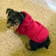 thumbnail image 5 of Sudadera Con Capucha For Perro De Invierno, Sudaderas Con, 5 of 5