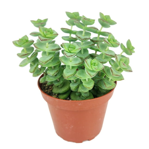 String of buttons Crassula Perforata (4"  Plastic Pot) - Easy to Care Succulent for Beginners