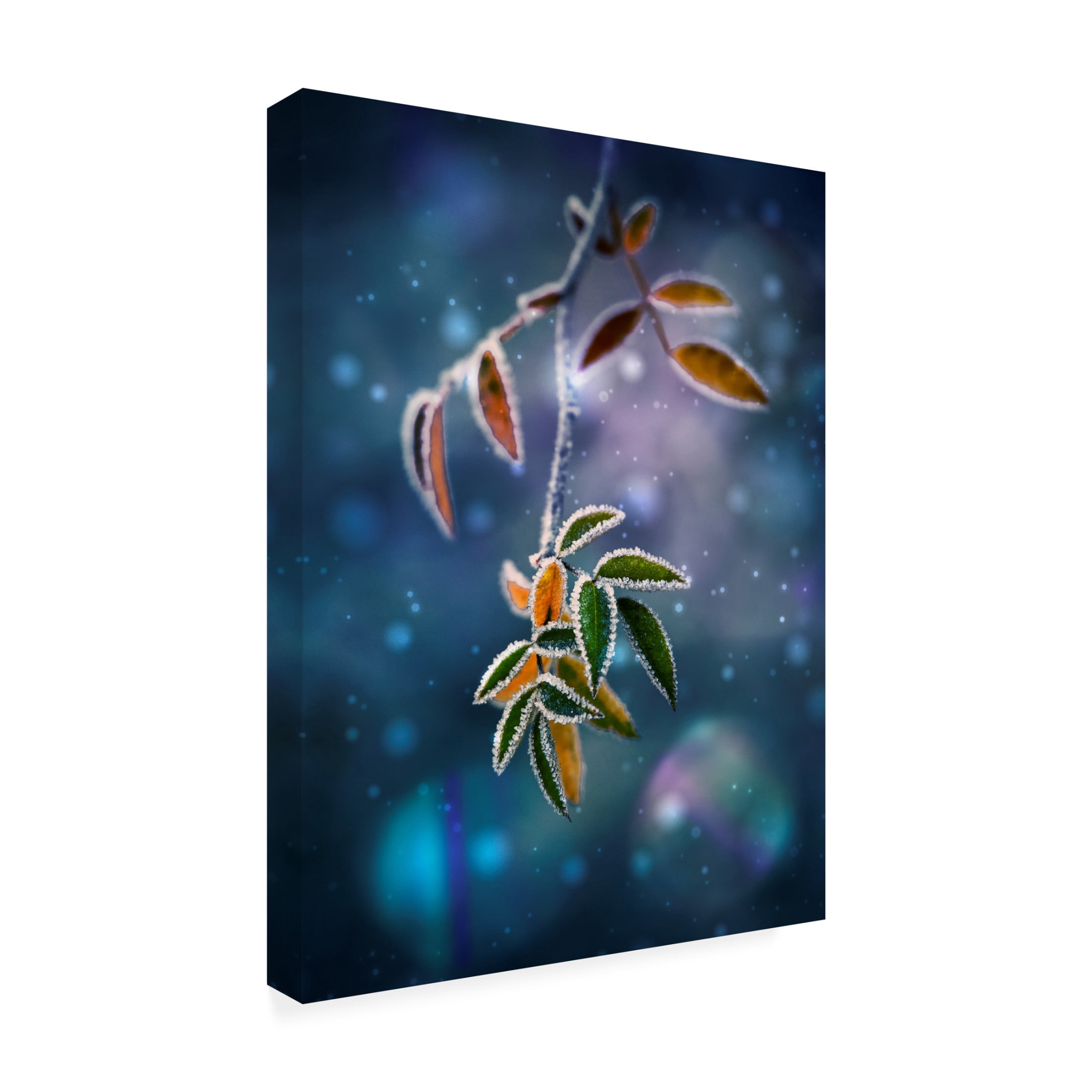 Trademark Fine Art Nikki Georgieva V Front Branch Canvas Wall Art