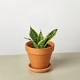 thumbnail image 7 of Snake Plant Laurentii Dwarf, 7 of 7
