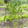 thumbnail image 2 of BLACK JAGUAR 2-Piece Green Cucumber Garden Trellis Grow Support for Climbing Plant, 2 of 10