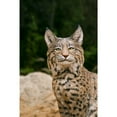 thumbnail image 4 of Hi Line 12 in Sitting Bobcat Garden Statue, Driftwood Composition, Intricate Detail, 4 of 7