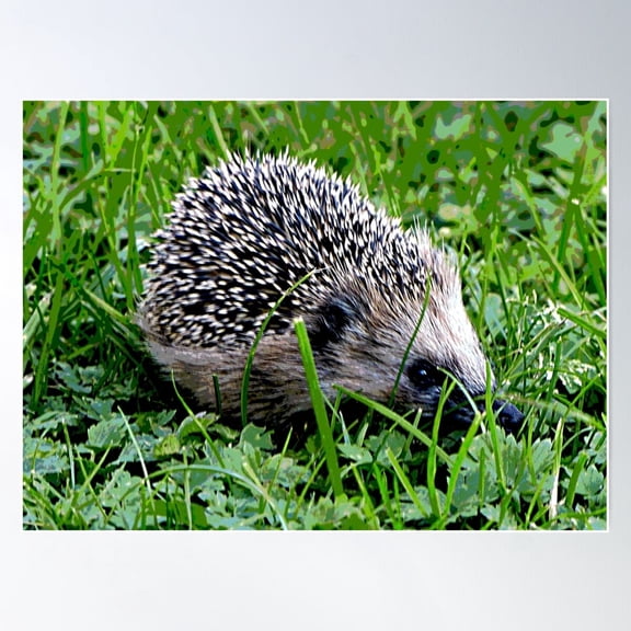 Hedgehog 6 Poster Wall Art, 8x12 UNFRAMED