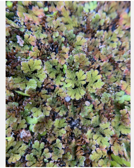 Azolla Filiculoides Fairy Moss Live Aquarium Floating Plant – Natural Oxygenating Aquatic Plant