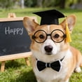 thumbnail image 6 of Pet Graduation Caps with 2026 Yellow Tassels, Dog and Cats Graduation Hats Adjustable Mini Graduation Caps for Graduation Photo Props Holiday Costume, 6 of 6