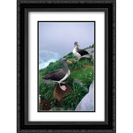 Chatham Albatrosses nesting on a cliff edge, The Pyramid, Chatham Islands 2x Matted 18x24 Black Ornate Framed Art Print by De Roy, Tui