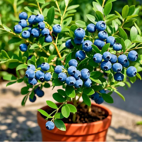 Blueberry Emerald Live Start Plant for Planting, Blueberries Fruit Seedlings for Home Gareden, 4 Inch Pot, 4 Inch - 6 Inch Tall